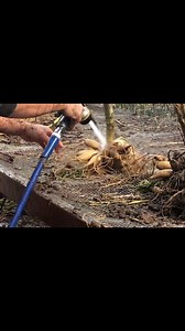 As we enter the shortest days of the year, we're not the only creatures that start to crave hibernation. Our dahlia tubers are now tucked away, dreaming sleepily of growing and blooming again next season. Here's a relaxing recap of how the crew of @fourfoldfarm prepares them for slumber. Any questions about the process? We're happy to answer them! Tubers ship out in spring and are available for pre-order now: https://hudsonvalleyseed.com/pages/dahlia-main #organicflowers #organicdahlias #dahlias