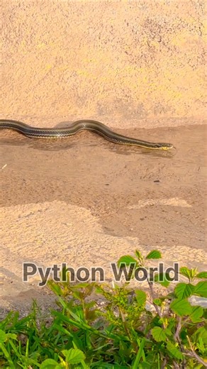 Snake python 🐉#pythonworld
