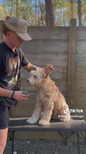 Replying to @mspricklebottom Grooming your goldendoodle #goldendoodle #grooming #groom #doodle #dogs #puppy #puppies #pup #doodles #groomingdogs #doggrooming