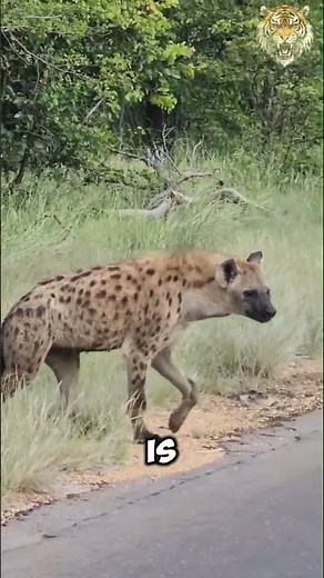 #The Complex World of a Hyena Clan