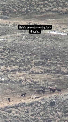 Wolves hunting bison in Yellowstone