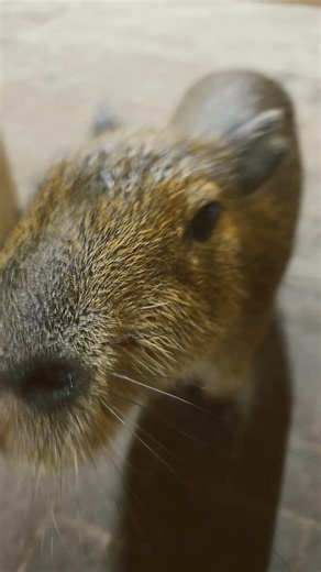 OMG! Cutest Little Curious Baby Capybara Ever — You’ll Melt! 🐹😍
