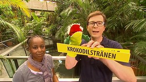 Krokodilstränen