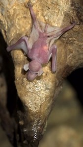 7.8K views · 7.2K reactions | Bat pups require specific environmental...