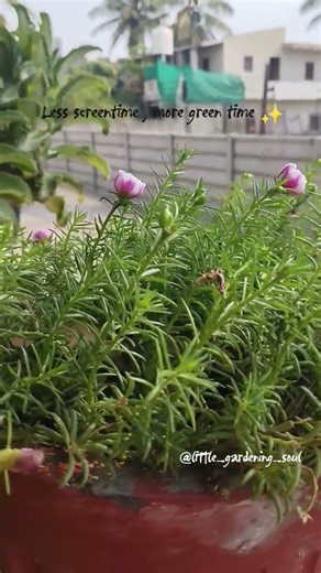 less screentime #chinigulab #plant #garden #doomscrolling #naturelovers #naturetheraphy #trending