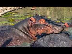 Lake St Lucia & Sodwana South Africa