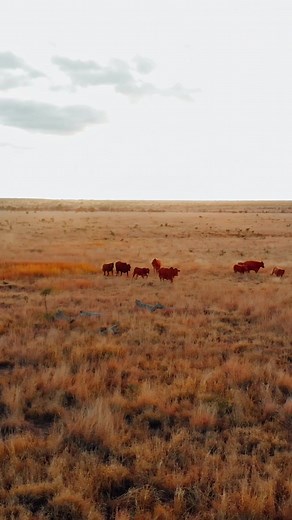 Samuel Burke Burnett: The 6666 Ranch Founder | Western Documentary Series