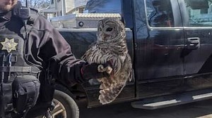 Ohio family finds owl stuck in chimney as it sets off carbon monoxide alarm: 'Never a dull moment'