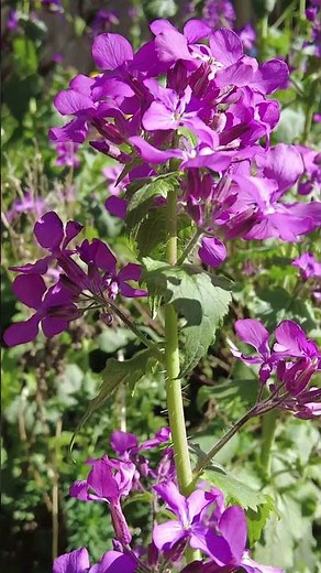 Honesty (Lunaria Annua) A Wild Garden & Cottage Garden Favourite Purple Flowering Plant #4k