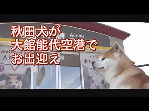 秋田犬が空港でお出迎え 秋田犬がいる幸せを改めてかみしめる