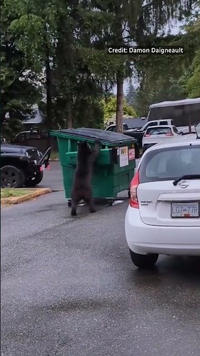 Bear rolls away dumpster to try to get inside