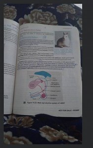 fertilization87I4 Reproinectine(2) 3 Reproduction in Rabbit... | Filo