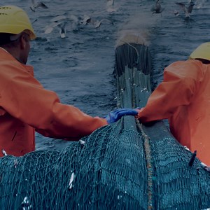 For delicate fish & seafood cargo to stay perfect from trawler to market, they need the best logistics expertise and the latest technology. Learn how Maersk Cold Chain Logistics makes that possible: http://spkl.io/6183fXXbv #Maersk #ColdChainLogistics #Reefer #ColdChainExcellenceManagers #StayUnperishable | Maersk
