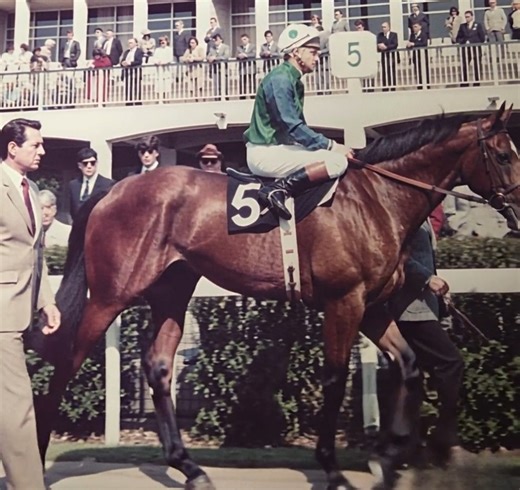 Today we remember one of the most remarkable racehorses in Thoroughbred history: Golden Fleece. American-bred and Irish-trained, Golden Fleece raced only four times between 1981 and 1982 — and won every single start. Born on April 1, 1979, he was a powerful bay colt by the legendary Nijinsky, trained by master horseman Vincent O’Brien. Golden Fleece announced his talent with a commanding debut win at Leopardstown, followed by impressive victories in the Ballymoss Stakes and the Nijinsky Stakes. 