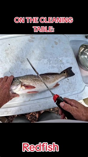 Cleaning Redfish with the BPS XPS fillet knife #fillet #redfish #cleaning #lithiumbattery #knife @bassproshops