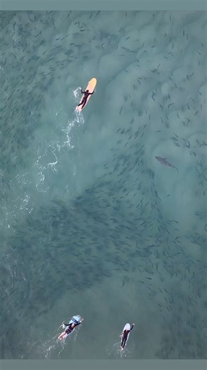 As a surfer myself , it’s crazy to think over all these years of surfing, how many times I’ve surfed with sharks. .Have you ever wondered yourselves as ocean enthusiast or you have an experience to share ?.#sharkweek #sharklove #savesharks #naturelover💚 #oceantherapy #droneshots #dronesdaily #droneaddicts #sharkfriends #swimwithsharks #surferlife # | Drone Shark App