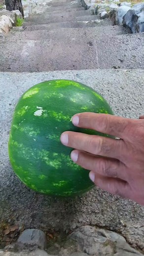 Rolling and bursting the watermelon on the stairs #asmr #watermelon #satisfying