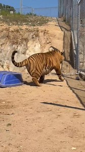 156K views · 5.7K reactions | Whars Make Bioga Dangerous ? #tigerbioga | Animal Junket | Facebook
