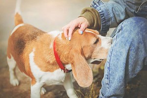 Le saviez-vous ? Pourquoi les chiens reniflent-ils les parties intimes ?
