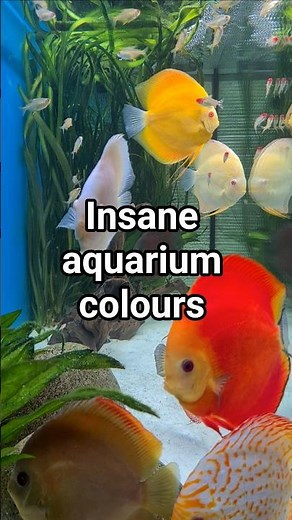 The Vibrant World of Discus Fish: Nature's Living Jewels