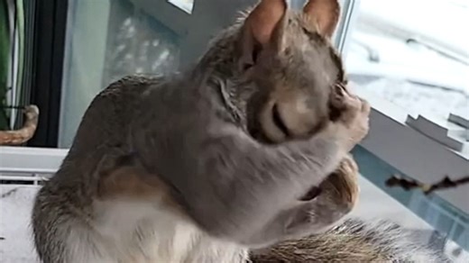 This squirrel's terrible at hiding nuts We interviewed instagram.com/chipchloesquirrel for this video produced exclusively by GeoBeats. | GeoBeats Animals