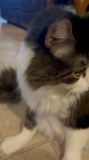 Anakin ❤️ He’s doing really good! Didn’t care for the catnip banana after someone else licked all over it though 😹 He said Nope! ❤️ Kazu Update - He is doing much better! His numbers are looking a lot better on the spreadsheet. He will be doing a home glucose curve test on Wednesday the 13th. I will post an update sometime after that. Thank you again for all your advice, help, well wishes & support for Kazu ❤️❤️❤️ | Anakin the Two Legged Miracle Cat