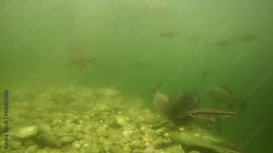 Shoal of Carp. Underwater footage with fish from garden pond on fishing and farming theme.