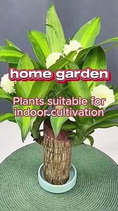 The pros on planting Brazilian wood in your home #garden #indoorplants #homegarden #houseplants #plants #brazilianwood | Indoor Garden and Planting Tips