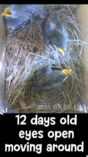 12 days old bluebirds