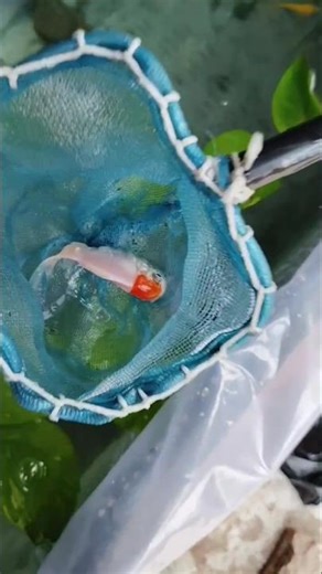 Releasing my Red Cap Goldfish into the pond!🐬