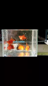 Red wagtail Hifin balloon platy #fbreels #fbreelsvideo #reels2023 #reelsviral #fypシ゚ #fypシ゚viral #reelsfb #platyfish #redwagtailhifinplaty #fish #fishtank #fishhobbyist #fishkeeper #fishkeeping #HappyFishKeeping | Baki Lang