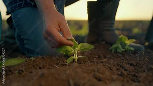 Ecology and environment protection, closeup view of farmer hand and small sprout . Unity of human and nature, farm worker checking growth of corn and cereal crops, agribusiness, farming in countryside