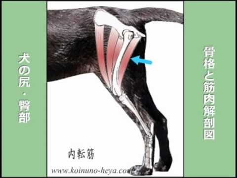 犬の尻・骨格と筋肉解剖図
