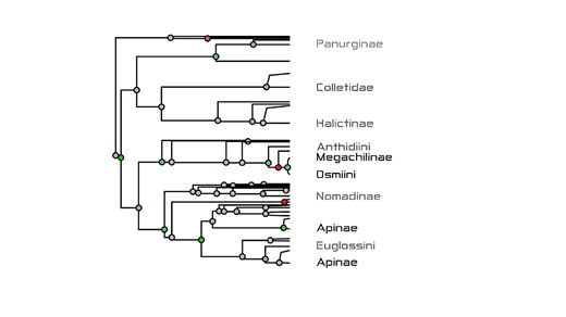 Phylogeny of bees, 2024