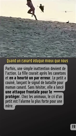 Quand un canard éduque mieux que nous #Animaux #Mere #Protection