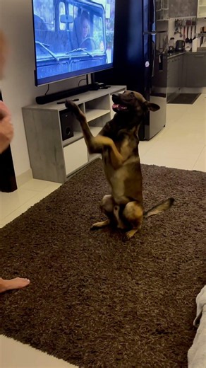 Charlie Learns to High Five! Чарли учит команду «Дай пять»!