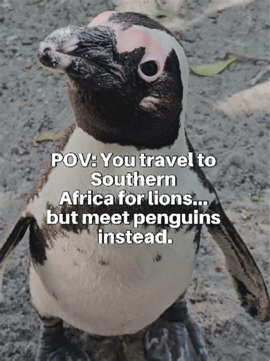 Discover Southern Africa: From Lions to Penguins