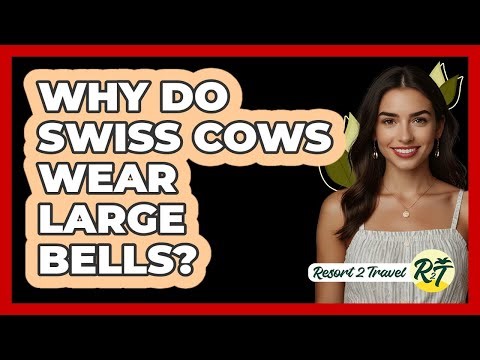 Why do Swiss cows wear large bells?