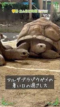 【東山動植物園公式】アルダブラゾウガメの暑さ対策 《 アルダブラゾウガメ ゾウガメ カメ 爬虫類 》 #short
