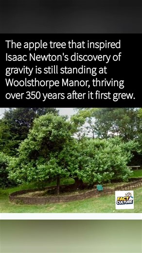 Isaac Newton's apple tree is still alive after 350+ years. #IsaacNewton #AppleTree #Gravity