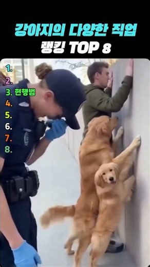강아지의 다양한 직업 TOP 8
