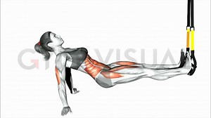 New TRX exercises on Gym visual https://www.gymvisual.com/3-illustrations/s-1/equipment_type-suspension | Gym visual