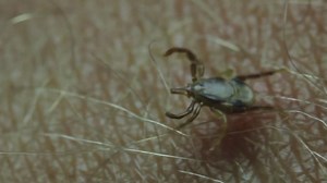 Weeding out facts about ticks in Arkansas