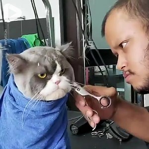 This cat is NOT happy about having his hair cut! 😂😂 | IGV