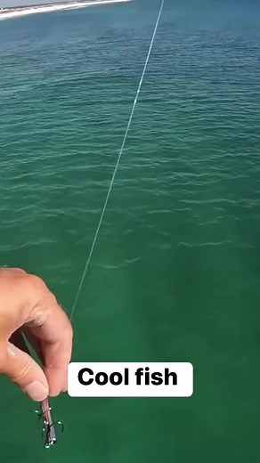Cool fish from the beach pier | Brant Peacher Realtor