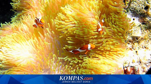 Apa Itu Simbiosis? Berikut Pengertian, Jenis, dan Contohnya