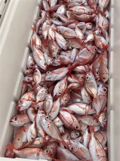 Deep Sea Fishing Techniques and Tools in Lebanon