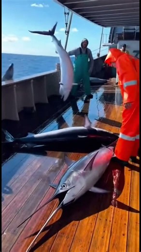 10s Big Jackpot A School of Swordfish Rushes Onto the Boat Deck 😱
