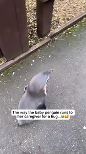 916K views · 18K reactions | Check out our adorable penguin bracelet...