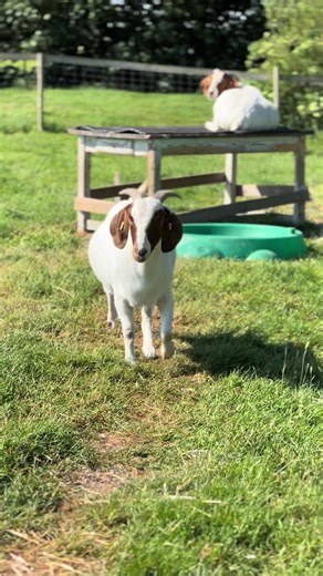 RIP Dolly 💔